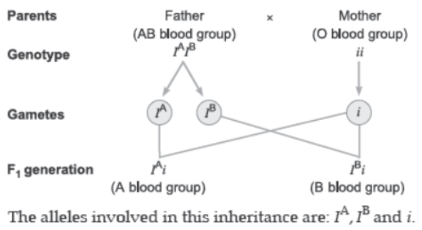CBSE Class 12 Biology Principles of Inheritance and Variation Worksheet Set D