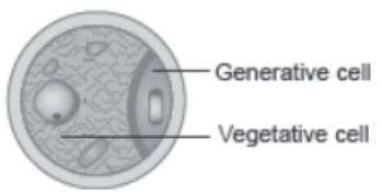 CBSE Class 12 Biology Sexual Reproduction In Flowering Plants Worksheet Set C