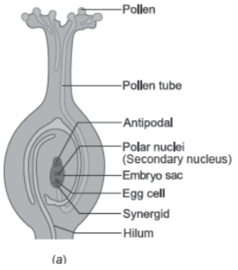 CBSE Class 12 Biology Sexual Reproduction in Flowering Plants Concept Map