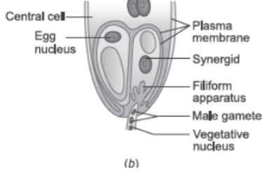 CBSE Class 12 Biology Sexual Reproduction in Flowering Plants Concept Map