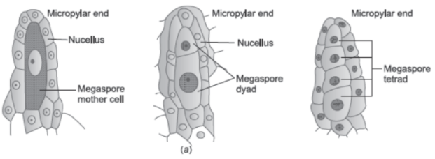 CBSE Class 12 Biology Sexual Reproduction in Flowering Plants Concept Map