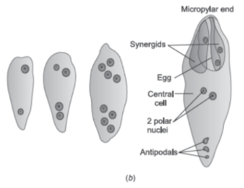 CBSE Class 12 Biology Sexual Reproduction in Flowering Plants Concept Map