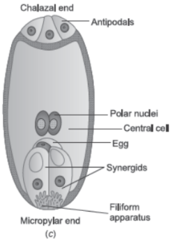 CBSE Class 12 Biology Sexual Reproduction in Flowering Plants Concept Map