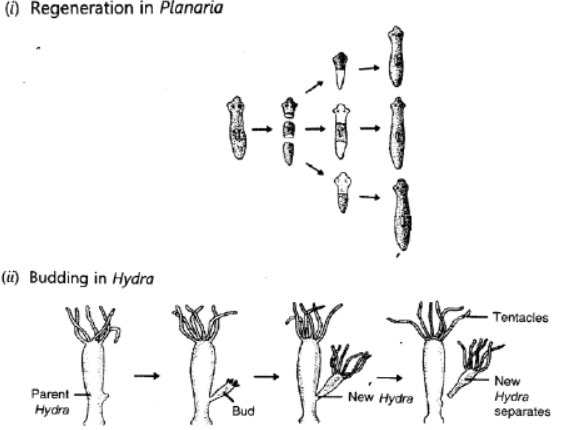 Class 10 Science HOTs Question How Do Organisms Reproduce_4