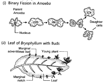 Class 10 Science How Do Organisms Reproduce VBQs_4