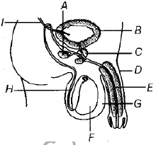 P-14