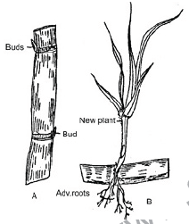 CBSE Class 10 Biology How do Organisms Reproduce Worksheet