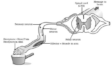 Stru-19