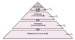 CBSE Class 10 Science HOTs Question Our Environment Set A