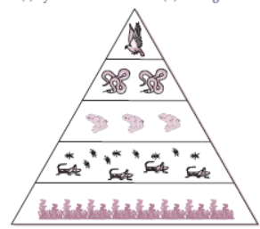 CBSE Class 10 Science HOTs Question Our Environment Set A