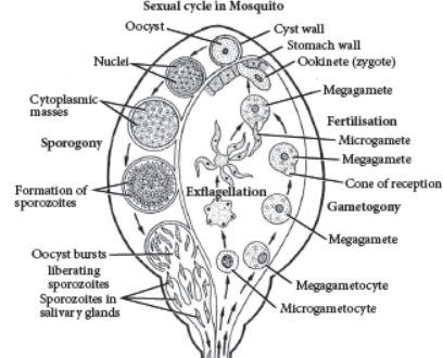 CBSE Class 12 Biology HOTs Human Health and Disease