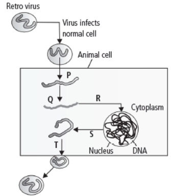 CBSE Class 12 Biology HOTs Human Health and Disease