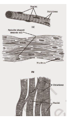 CBSE Class 9 Biology Tissues Worksheet Set A