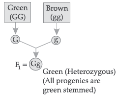 CBSE Class 10 Biology Heredity and Evolution Worksheet Set C_2