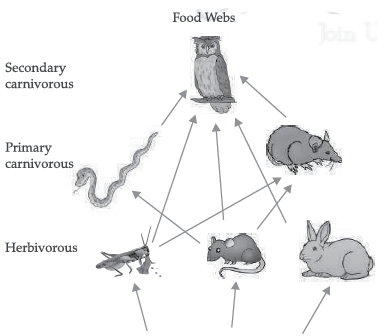 CBSE Class 10 Biology Our Environment Worksheet Set B_1