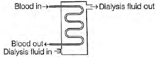 CBSE Class 10 Science Life Processes Worksheet_11