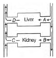 CBSE Class 10 Science Life Processes Worksheet_9