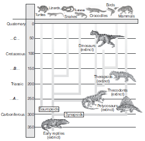 CBSE Class 12 Biology Evolution Assignment Set A_1