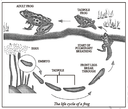 CBSE Class 8 Science Animal Reproduction Notes