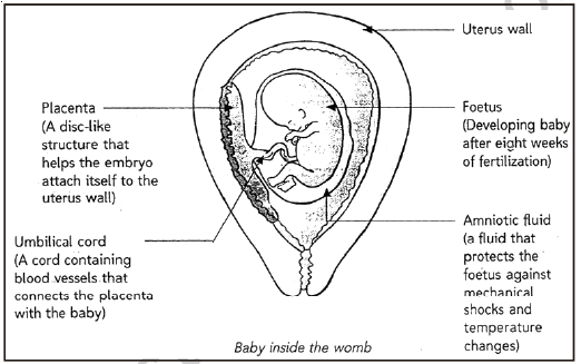 CBSE Class 8 Science Animal Reproduction Notes