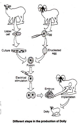 CBSE Class 8 Science Reproduction in Animals Notes CBSE Class 8 Science Reproduction in Animals Notes