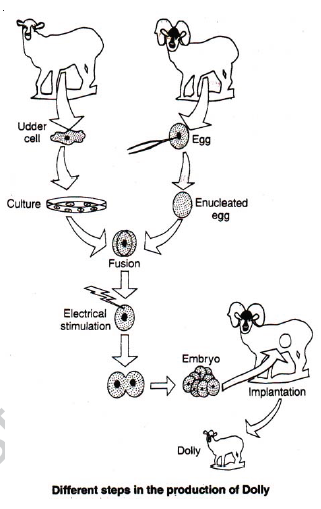 CBSE Class 8 Science Animal Reproduction Notes