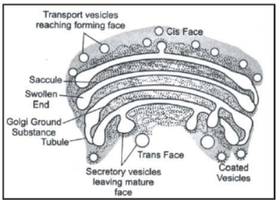 CBSE Class 8 Science Cell Structure And Functions Notes Set A