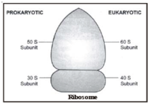 CBSE Class 8 Science Cell Structure And Functions Notes Set A