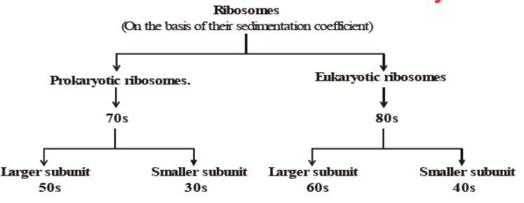 CBSE Class 8 Science Cell Structure And Functions Notes Set A