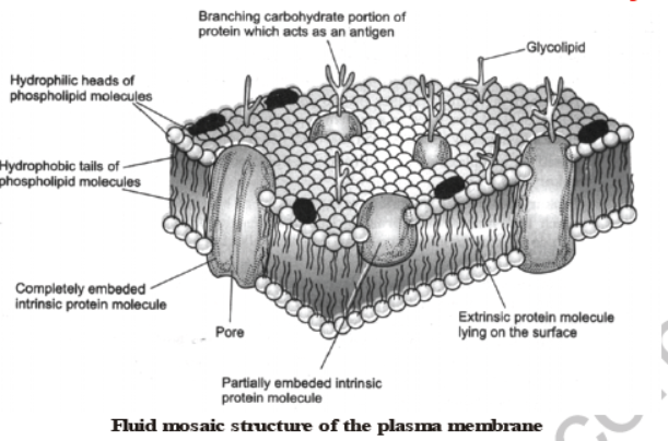 CBSE Class 8 Science Cell Structure And Functions Notes Set A