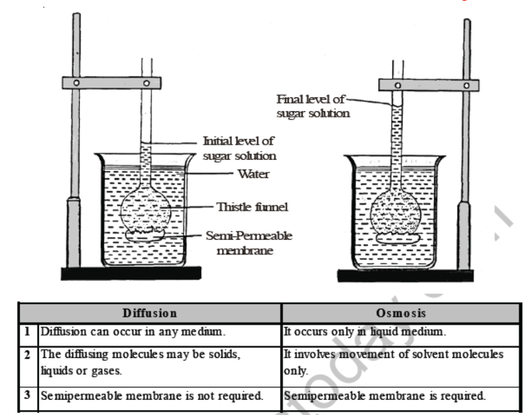 CBSE Class 8 Science Cell Structure And Functions Notes Set A