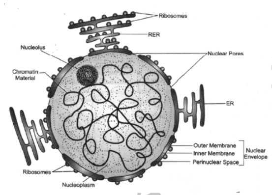 CBSE Class 8 Science Cell Structure And Functions Notes Set A