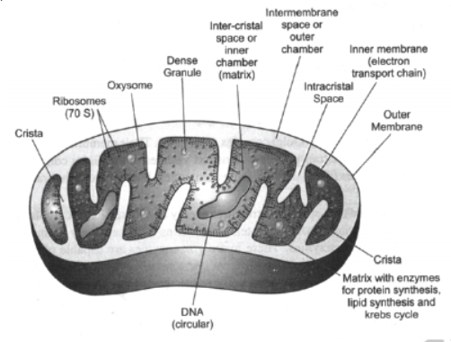 CBSE Class 8 Science Cell Structure And Functions Notes Set A