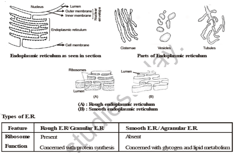 CBSE Class 8 Science Cell Structure And Functions Notes Set A