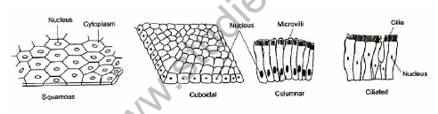 CBSE Class 8 Science Cell and Tissue Notes Set A