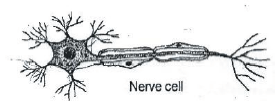 CBSE Class 8 Science Cell and Tissue Notes Set A