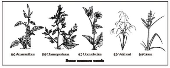 CBSE Class 8 Science Crop Production And Management Notes Set B