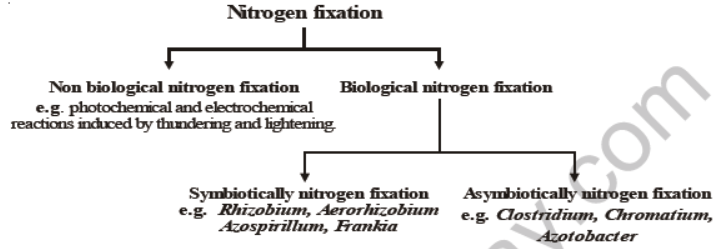 CBSE Class 8 Science Microorganism Friend And Foe Notes