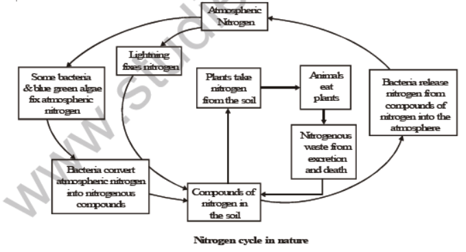 CBSE Class 8 Science Microorganism Friend And Foe Notes