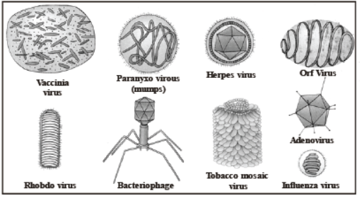 CBSE Class 8 Science Microorganism Friend And Foe Notes