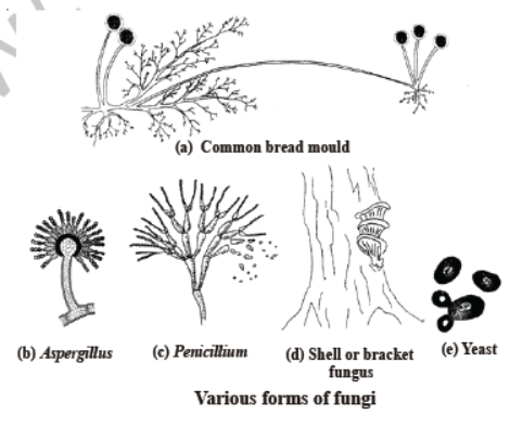 CBSE Class 8 Science Microorganism Friend And Foe Notes