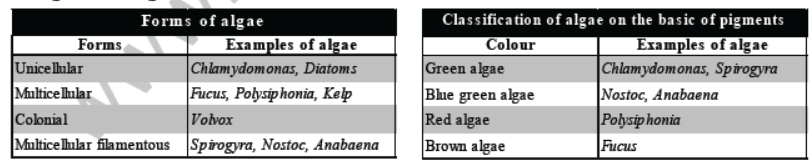 CBSE Class 8 Science Microorganism Friend And Foe Notes