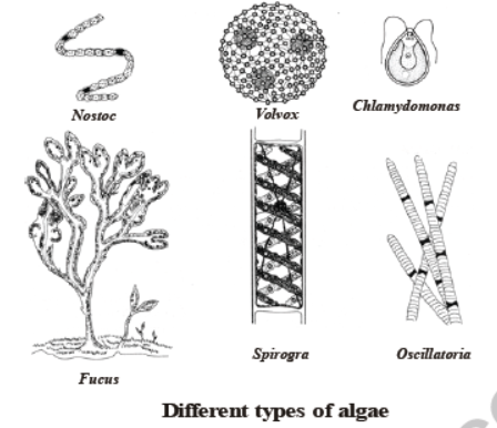 CBSE Class 8 Science Microorganism Friend And Foe Notes