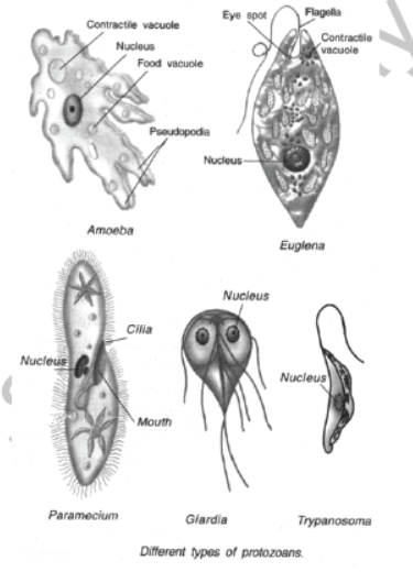 CBSE Class 8 Science Microorganism Friend And Foe Notes