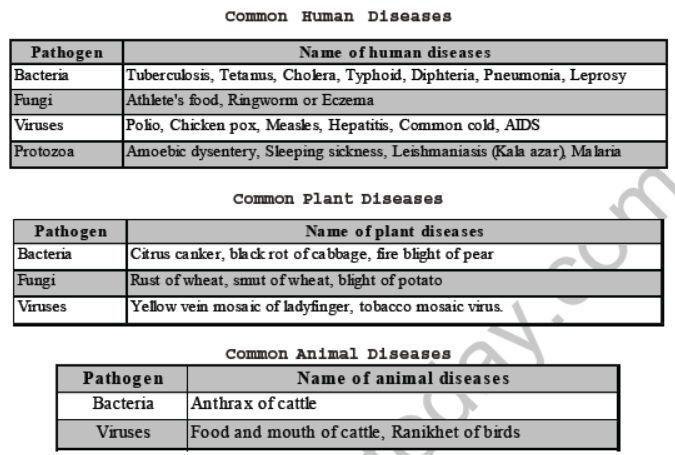 CBSE Class 8 Science Microorganism Friend And Foe Notes