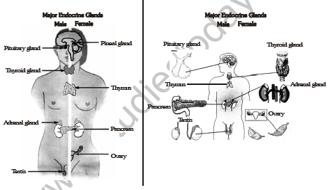 CBSE Class 8 Science Reaching The Age Of Adolescence Notes Set B