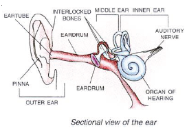 CBSE Class 8 Science Sound Notes Set B