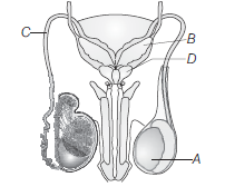 Human Reproduction 1