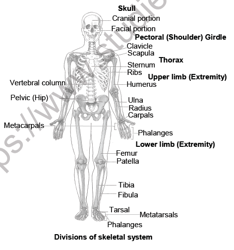 Locomotion and Movement 1