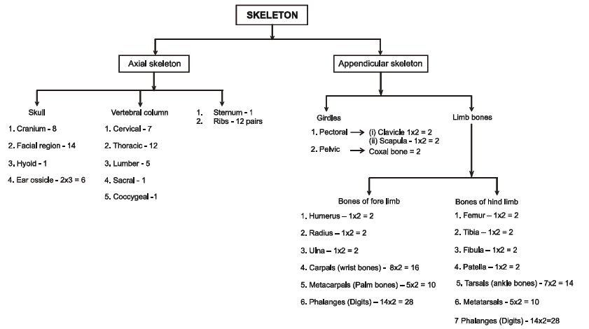 Locomotion and Movement 2